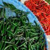 Chilies of different sizes and colors at the flower and vegetable market in Bangkok