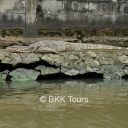 Water monitors can be found while cruising along Chao Phraya with Bangkok canal tour