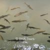 Fish spa at Erawan National Park
