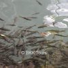 Natural fish spa at Erawan National Park