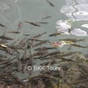Natural fish spa at Erawan National Park
