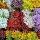 Variety of colorful orchids available at the flower market
