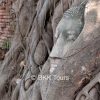 Buddha head in tree root at Wat Mahathat temple ruin in Ayutthaya