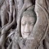 Buddha head in tree root at Wat Mahathat temple ruin in Ayutthaya. Visit this impressive temple ruin on our private tour to Ayutthaya from Bangkok.