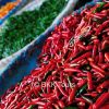 Chilies of different colors at Pak Khlong Talad, Bangkok's biggest flower and vegetable market